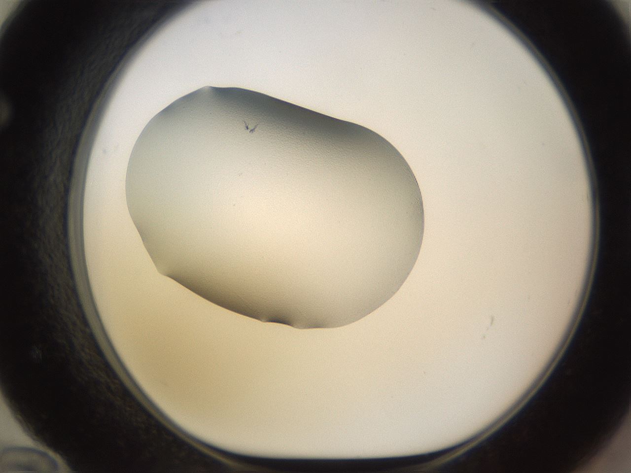folderID26_plateID3026_batchID16530_wellNum72_profileID1_d1_r253879_ef.jpg