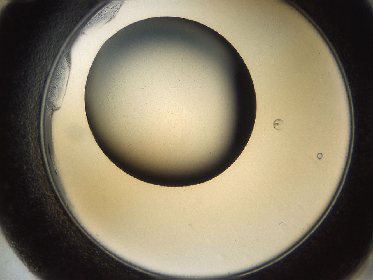 folderID26_plateID3026_batchID16603_wellNum72_profileID1_d2_r253880_ef.jpg