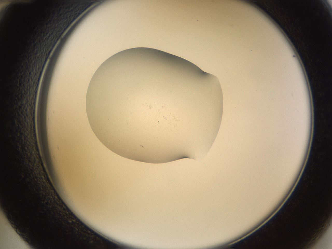 folderID267_plateID3267_batchID19548_wellNum48_profileID1_d2_r286830_ef.jpg