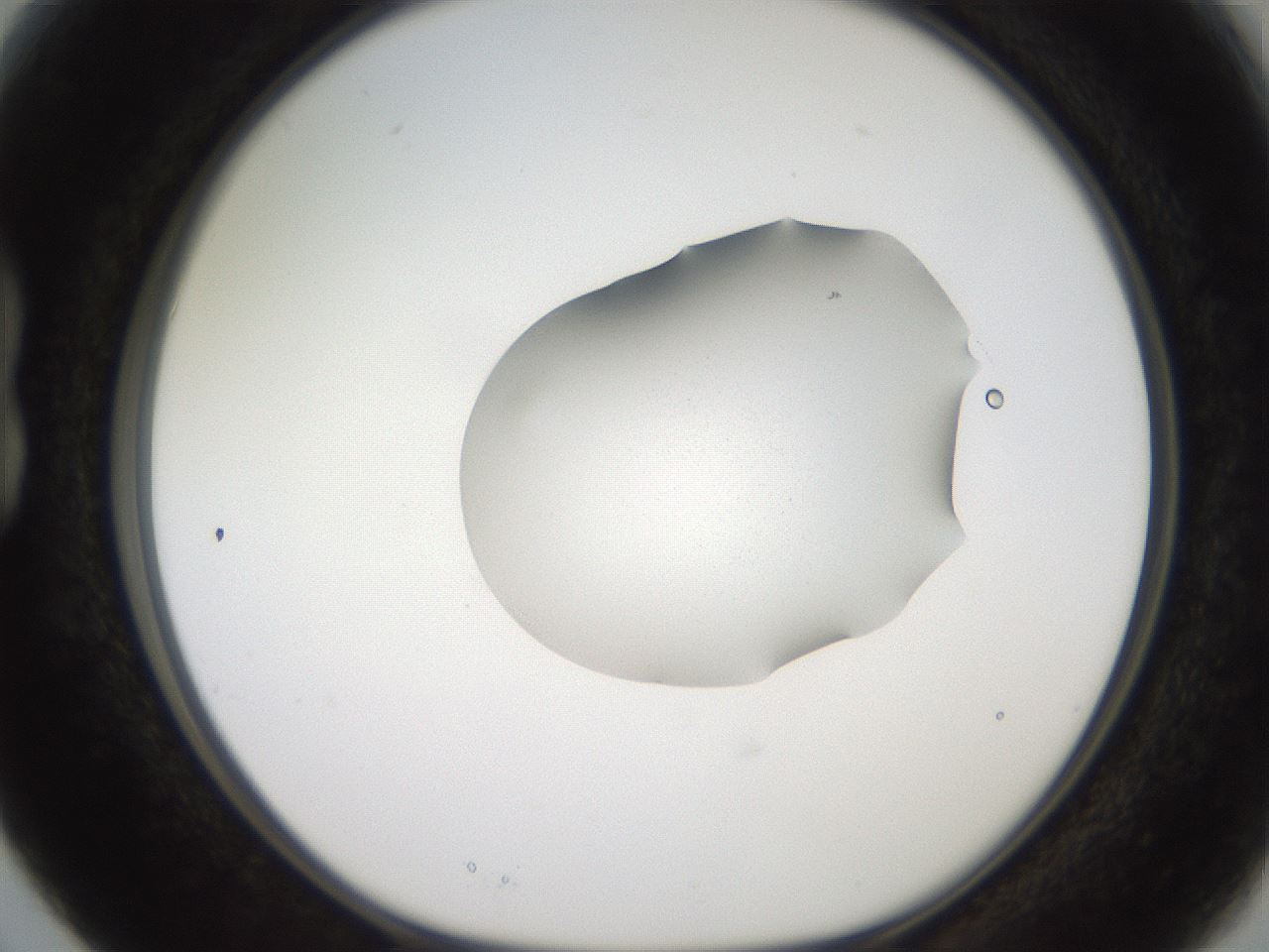 folderID271_plateID2271_batchID10338_wellNum15_profileID1_d1_r158454_ef.jpg