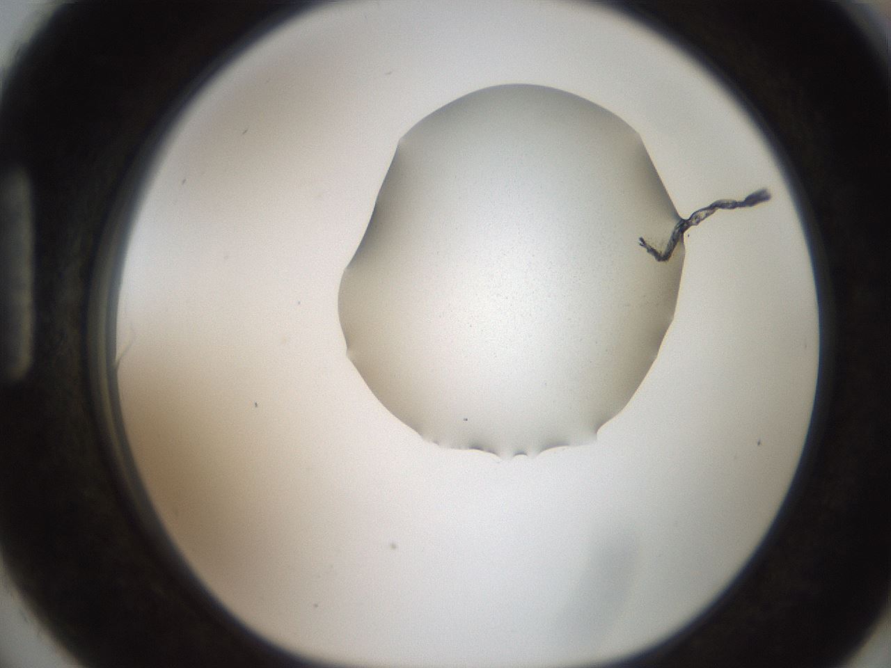 folderID271_plateID2271_batchID10338_wellNum90_profileID1_d1_r158529_ef.jpg
