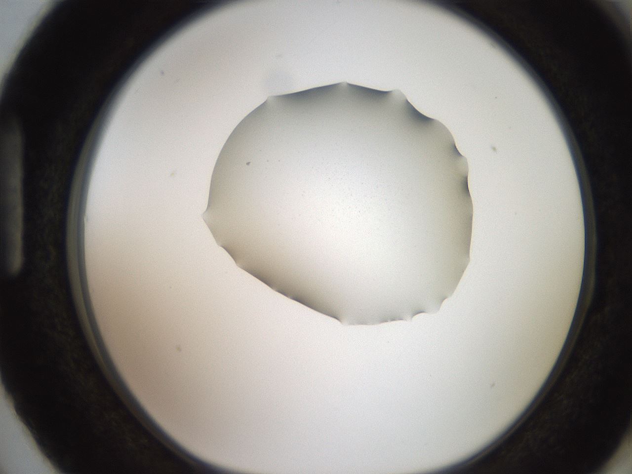 folderID271_plateID2271_batchID10933_wellNum87_profileID1_d1_r158526_ef.jpg
