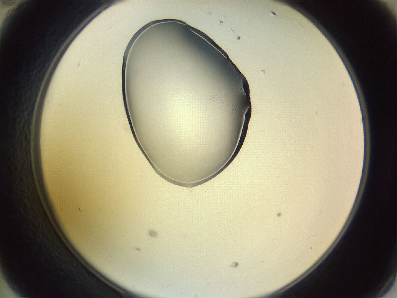folderID276_plateID1276_batchID3934_wellNum47_profileID1_d2_r73045_ef.jpg