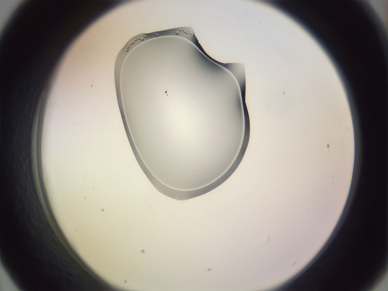 folderID276_plateID1276_batchID4409_wellNum43_profileID1_d1_r73036_ef.jpg