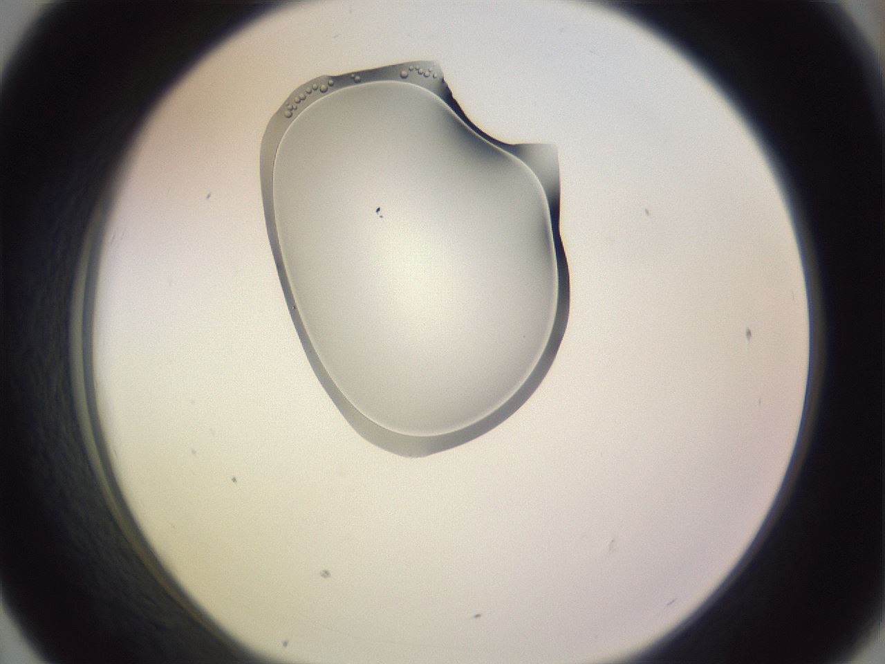 folderID276_plateID1276_batchID4631_wellNum43_profileID1_d1_r73036_ef.jpg