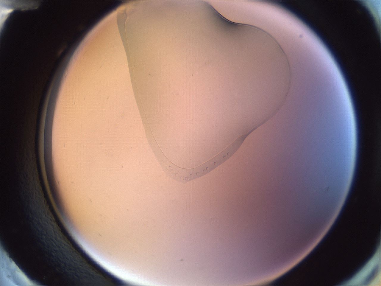 folderID277_plateID1277_batchID4058_wellNum96_profileID1_d2_r73719_ef.jpg
