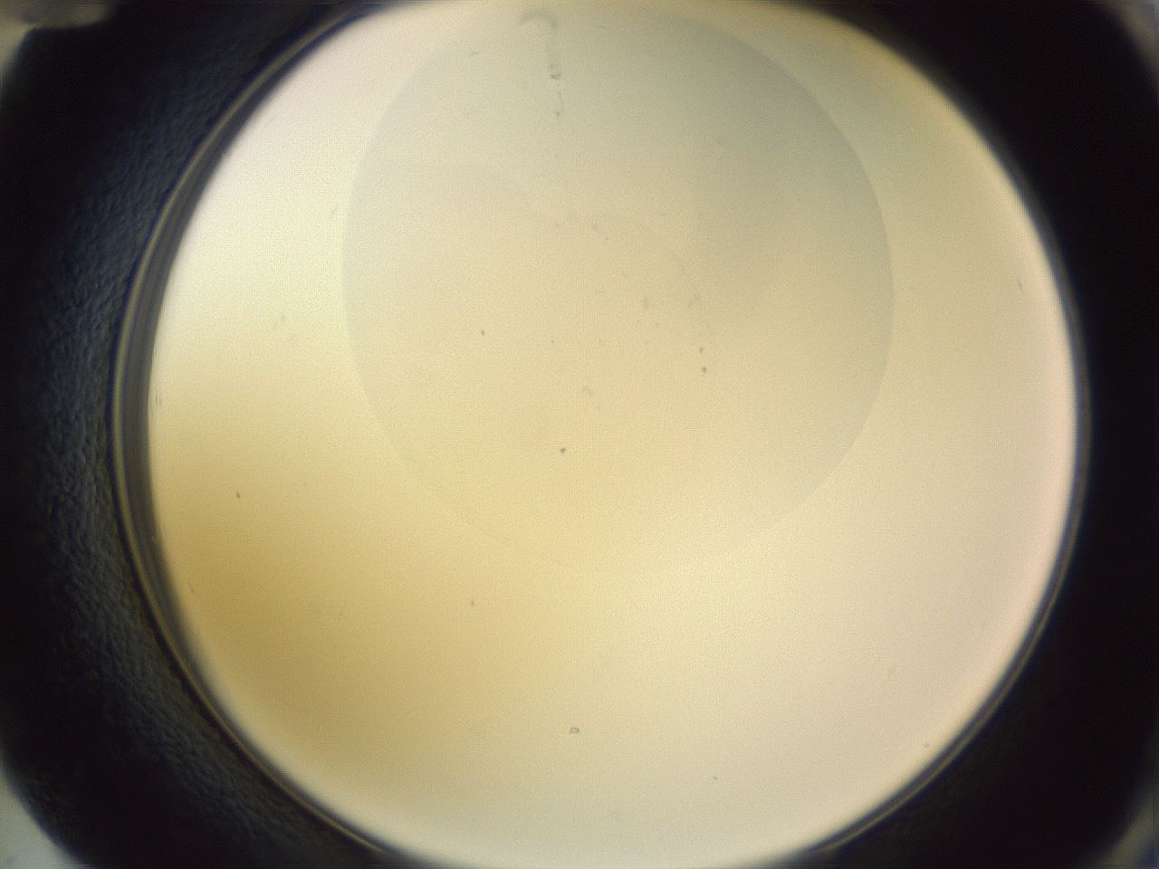 folderID277_plateID1277_batchID4744_wellNum72_profileID1_d2_r73671_ef.jpg