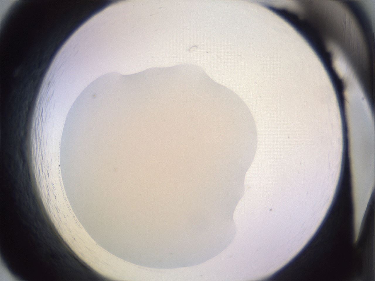folderID278_plateID1278_batchID3887_wellNum19_profileID1_d1_r74140_ef.jpg
