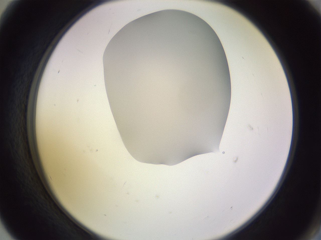 folderID278_plateID1278_batchID4003_wellNum56_profileID1_d2_r74215_ef.jpg