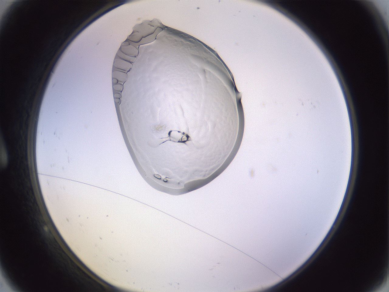 folderID277_plateID1277_batchID4634_wellNum9_profileID1_d1_r73544_ef.jpg