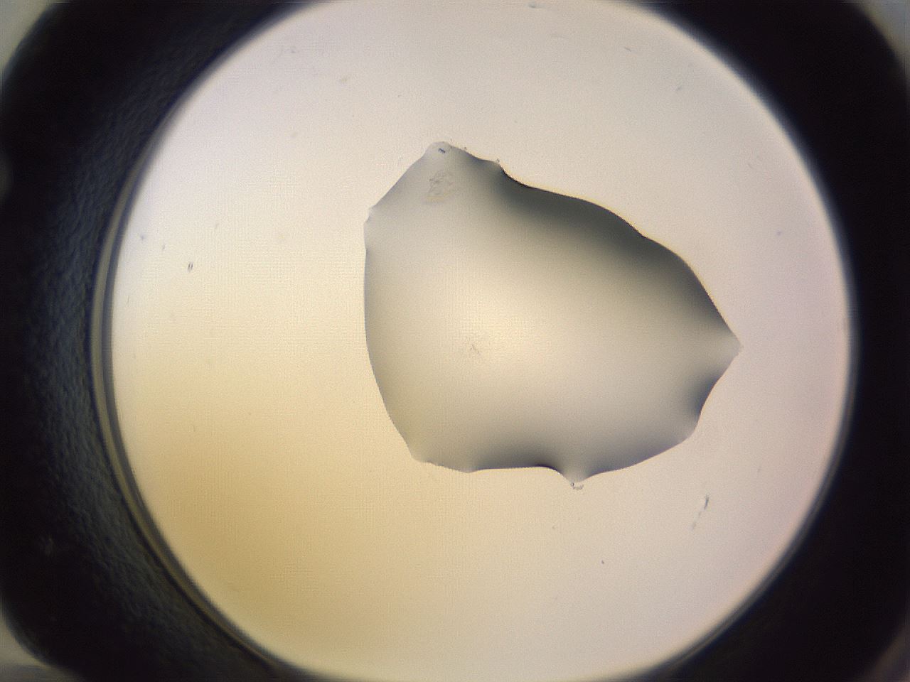 folderID278_plateID1278_batchID4637_wellNum72_profileID1_d1_r74246_ef.jpg