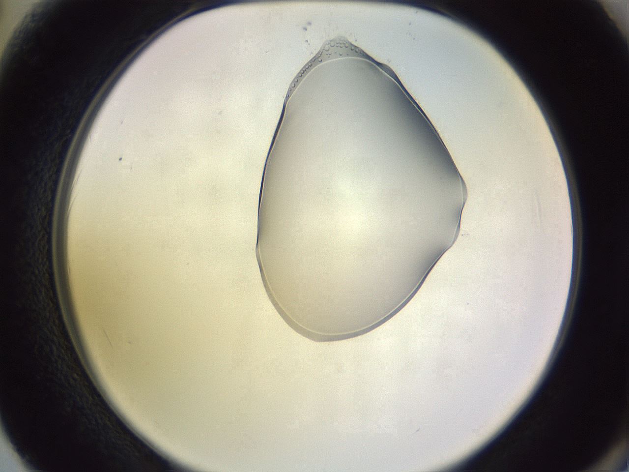 folderID279_plateID1279_batchID3944_wellNum62_profileID1_d2_r74995_ef.jpg