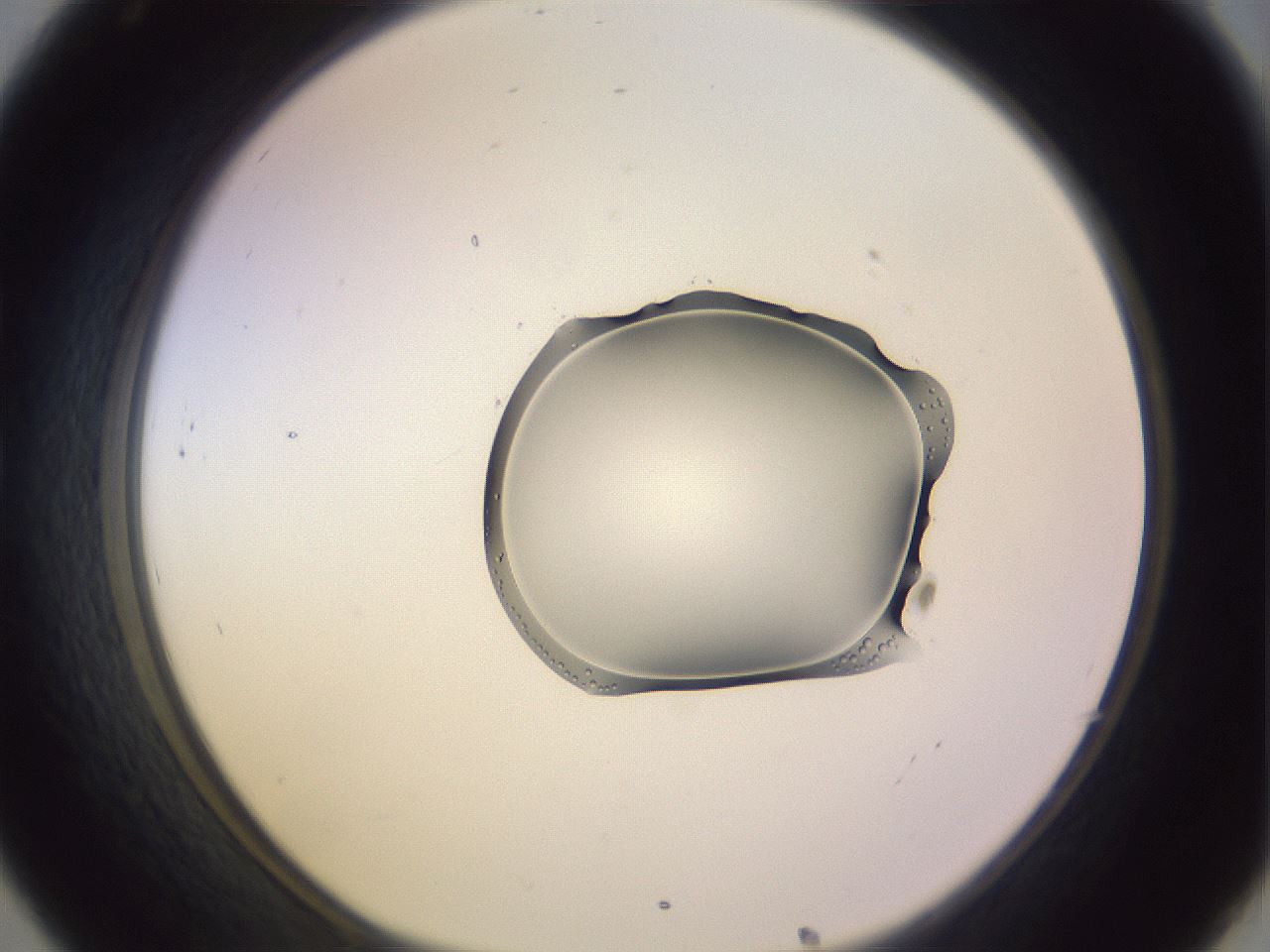 folderID279_plateID1279_batchID4065_wellNum32_profileID1_d1_r74934_ef.jpg