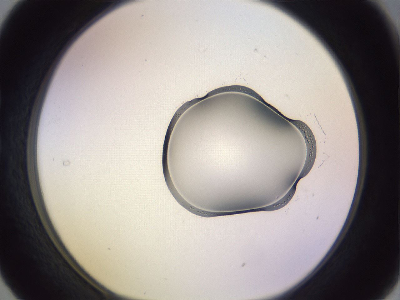 folderID279_plateID1279_batchID4106_wellNum29_profileID1_d1_r74928_ef.jpg