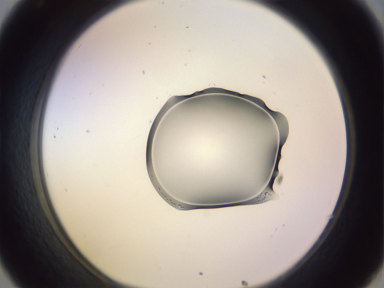 folderID279_plateID1279_batchID4641_wellNum32_profileID1_d1_r74934_ef.jpg