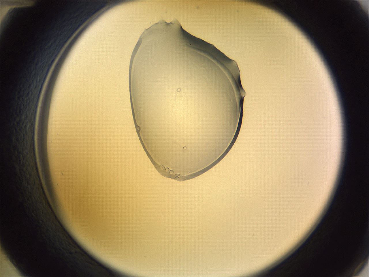 folderID279_plateID1279_batchID4751_wellNum48_profileID1_d2_r74967_ef.jpg