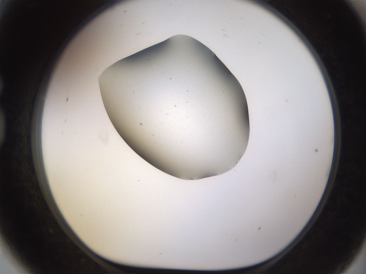 folderID279_plateID3279_batchID18801_wellNum81_profileID1_d1_r289109_ef.jpg