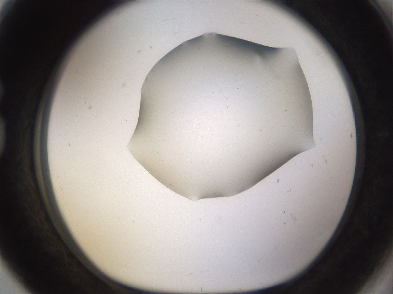 folderID279_plateID3279_batchID19365_wellNum80_profileID1_d1_r289107_ef.jpg