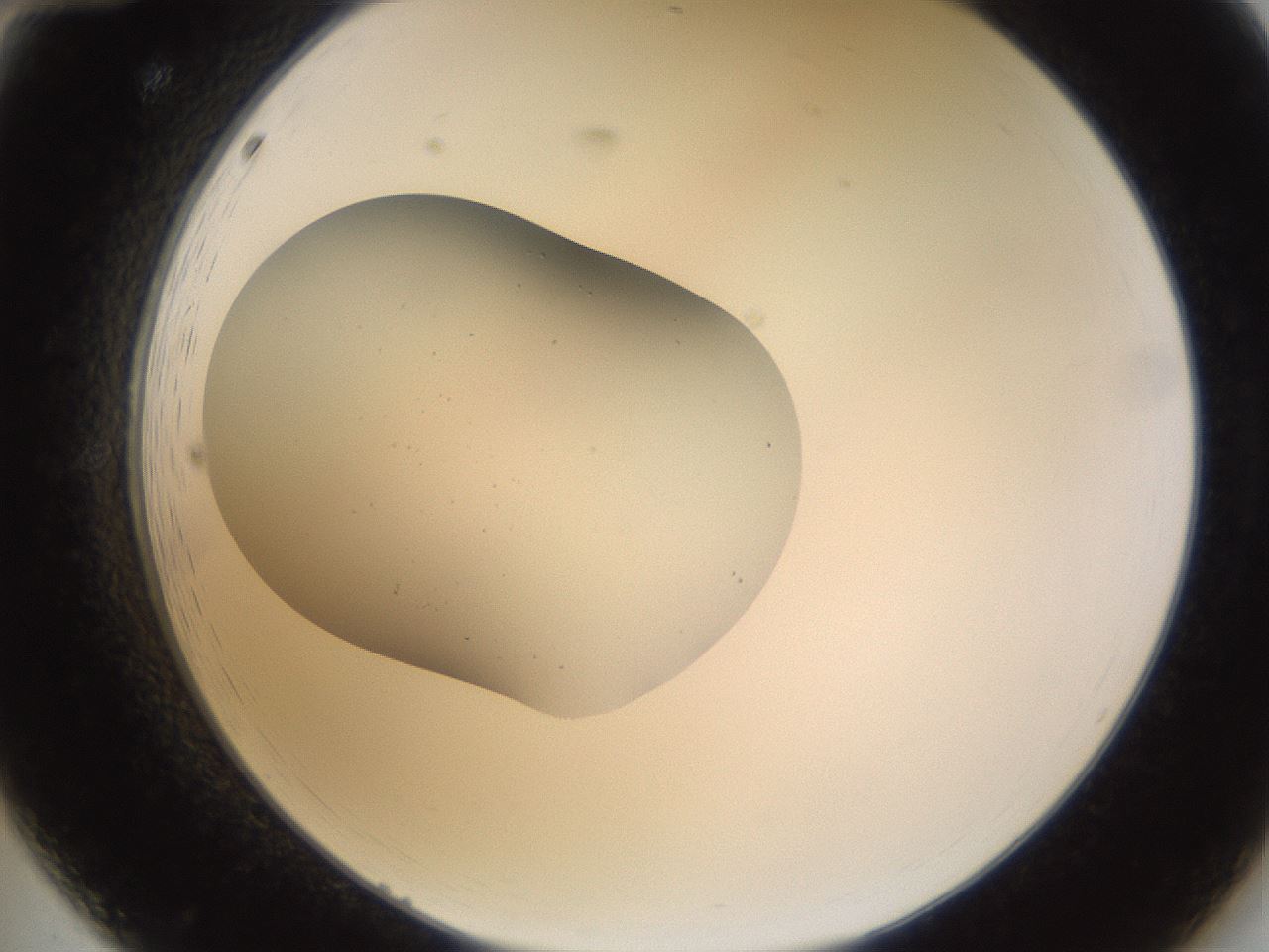 folderID27_plateID3027_batchID16607_wellNum12_profileID1_d2_r253952_ef.jpg