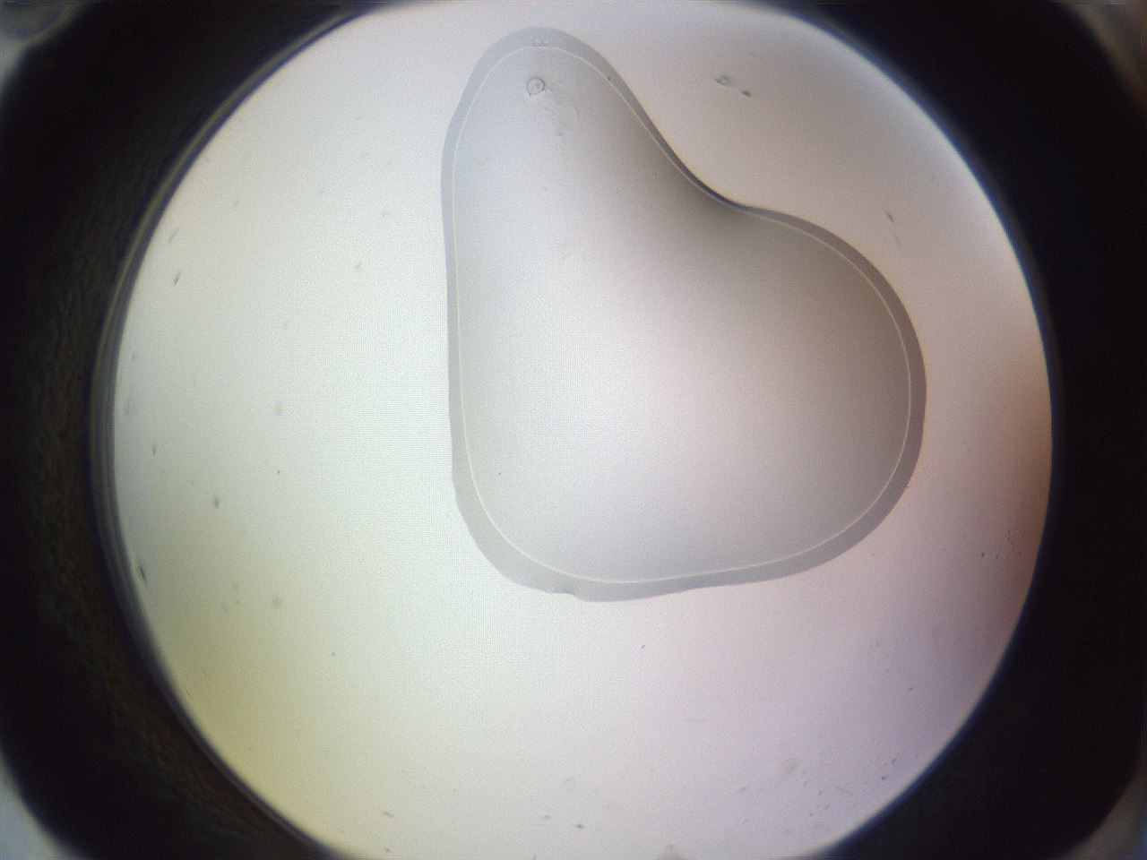folderID279_plateID1279_batchID4106_wellNum94_profileID1_d2_r75059_ef.jpg