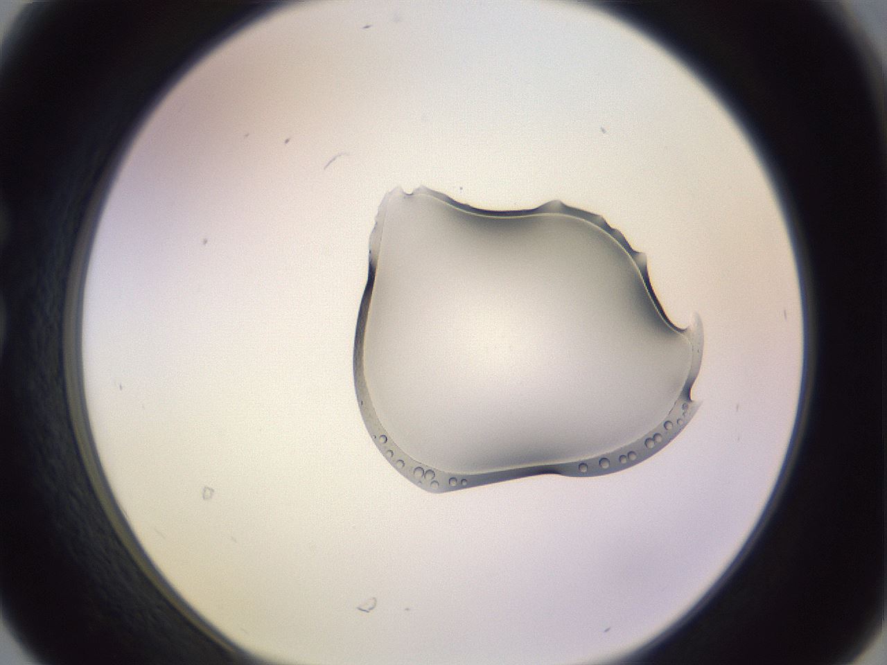 folderID279_plateID1279_batchID4751_wellNum30_profileID1_d1_r74930_ef.jpg