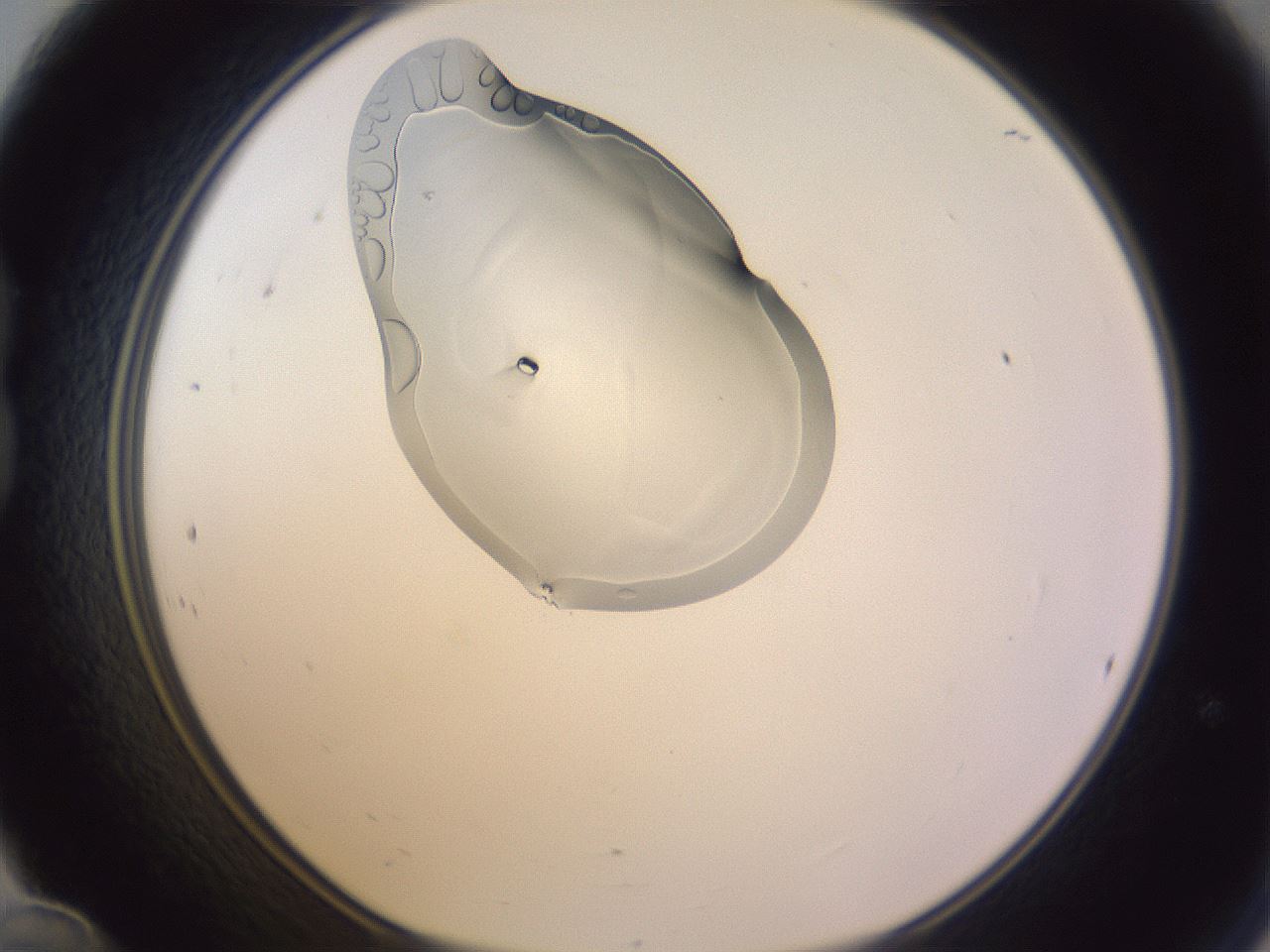 folderID280_plateID1280_batchID4007_wellNum24_profileID1_d1_r75302_ef.jpg