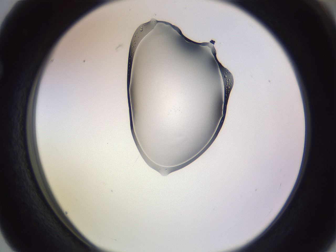 folderID280_plateID1280_batchID4007_wellNum63_profileID1_d1_r75380_ef.jpg