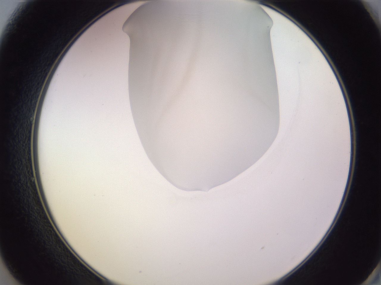 folderID280_plateID1280_batchID4421_wellNum49_profileID1_d2_r75353_ef.jpg