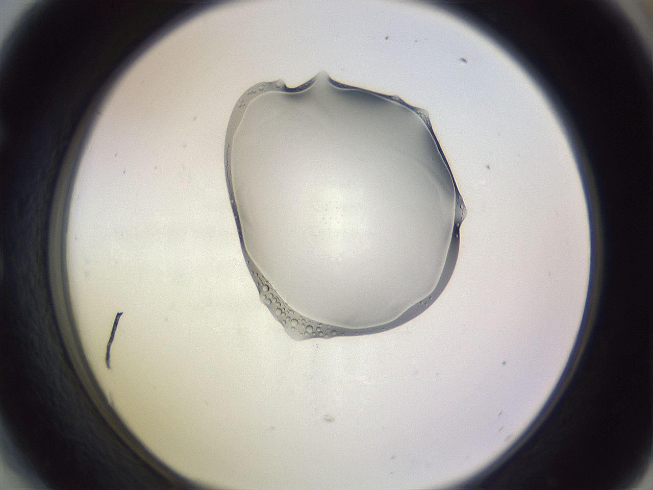 folderID280_plateID1280_batchID4753_wellNum54_profileID1_d1_r75362_ef.jpg