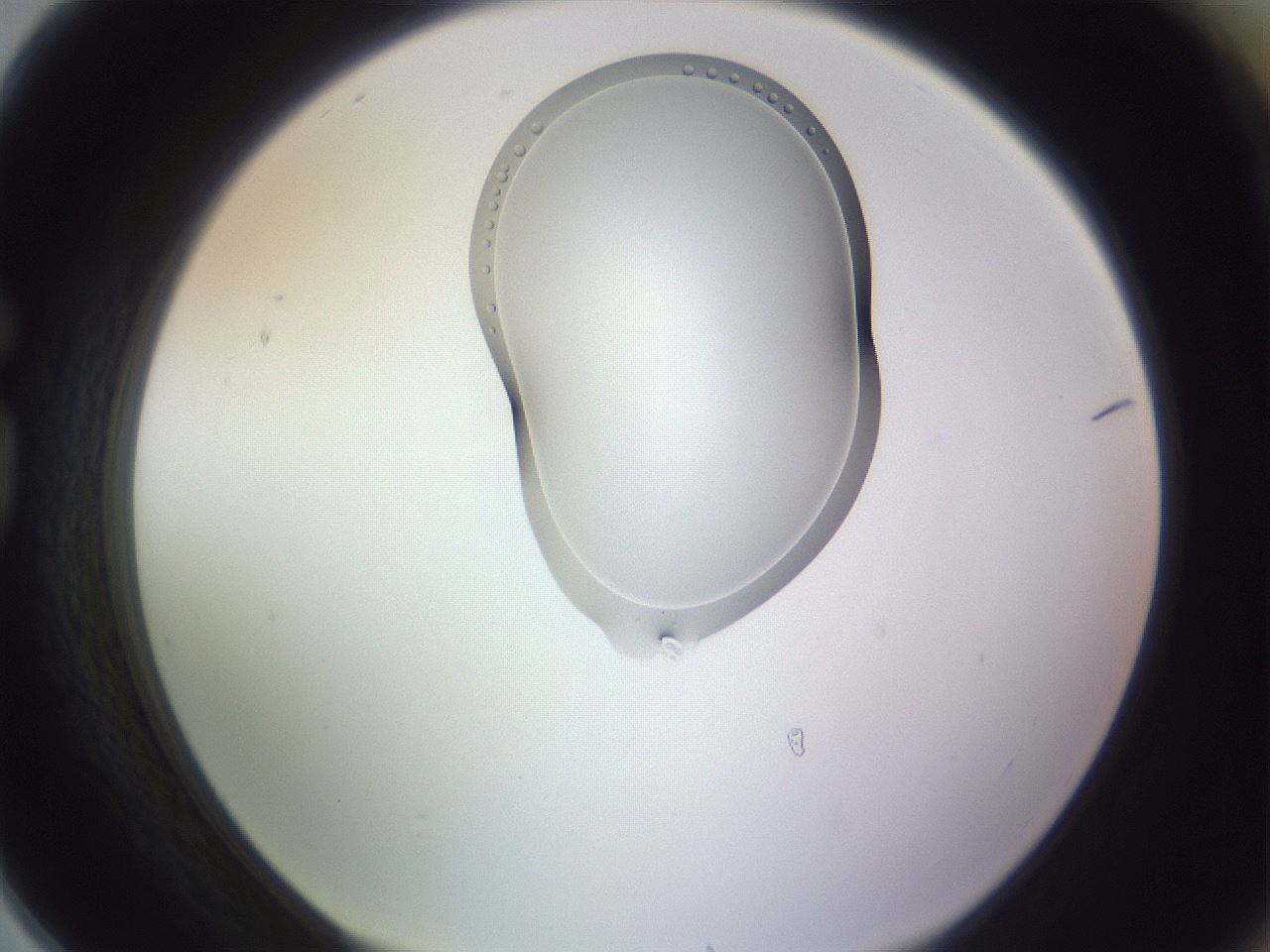 folderID281_plateID1281_batchID3896_wellNum78_profileID1_d1_r75986_ef.jpg
