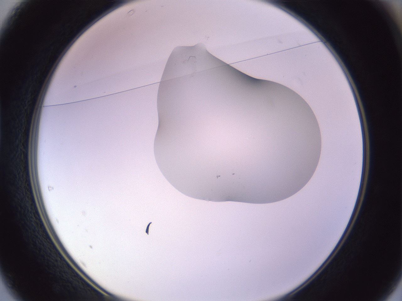 folderID281_plateID1281_batchID4109_wellNum37_profileID1_d1_r75904_ef.jpg
