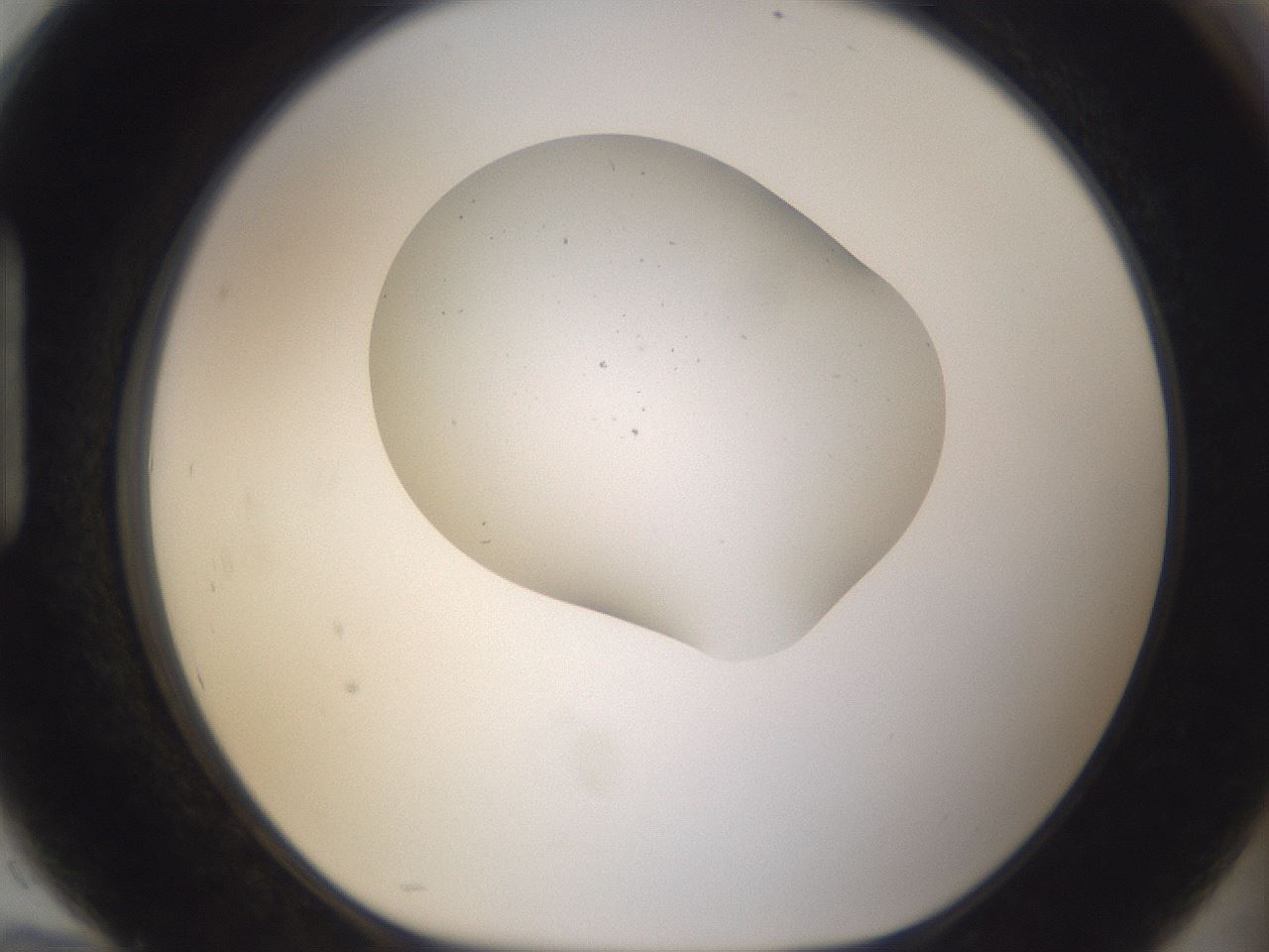 folderID281_plateID3281_batchID18934_wellNum94_profileID1_d1_r289711_ef.jpg