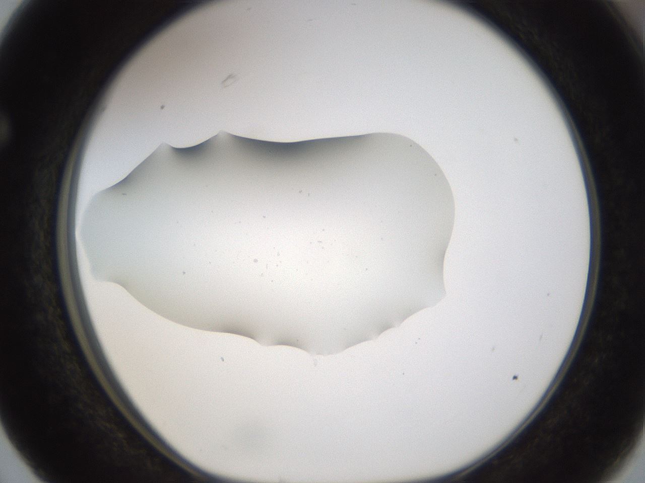 folderID281_plateID3281_batchID19028_wellNum63_profileID1_d1_r289649_ef.jpg