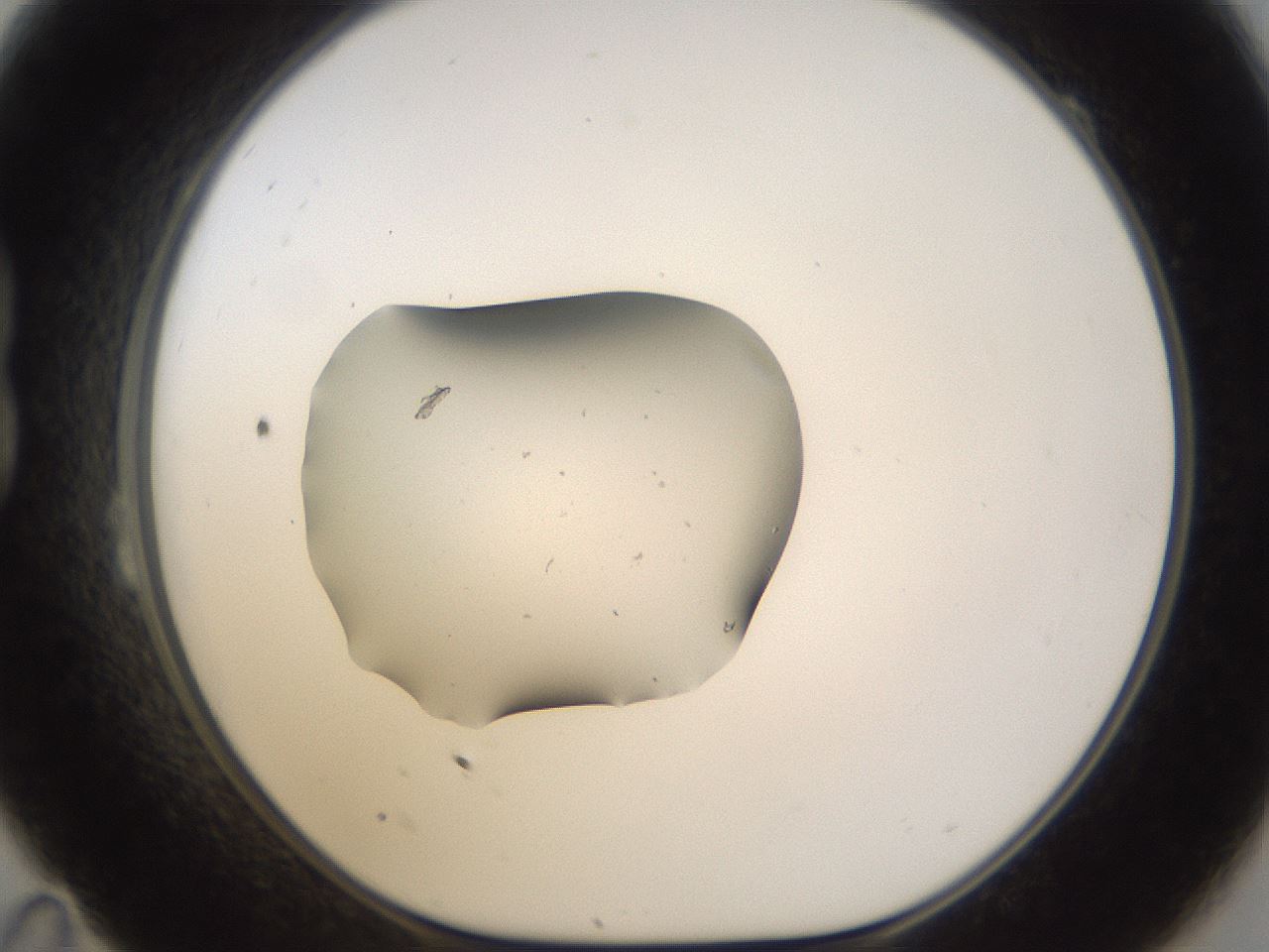 folderID281_plateID3281_batchID19377_wellNum23_profileID1_d1_r289569_ef.jpg