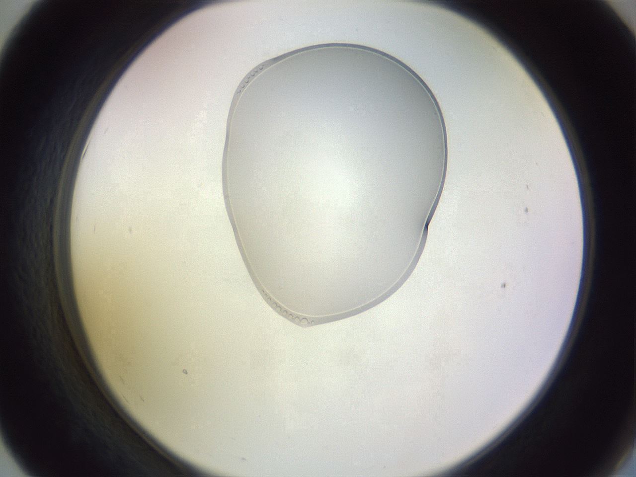 folderID281_plateID1281_batchID4009_wellNum55_profileID1_d2_r75941_ef.jpg