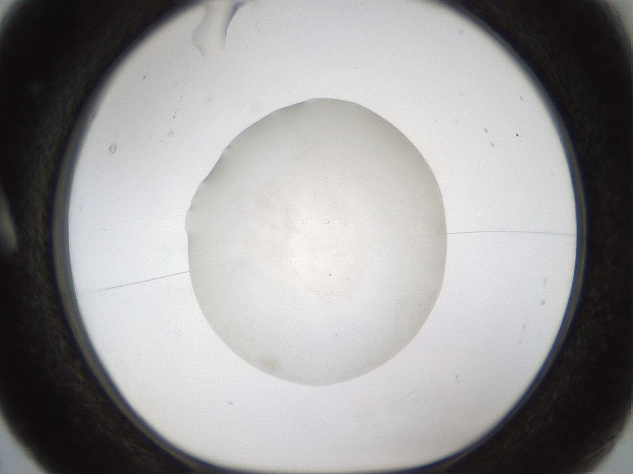 folderID285_plateID1285_batchID4131_wellNum5_profileID1_d1_r77372_ef.jpg