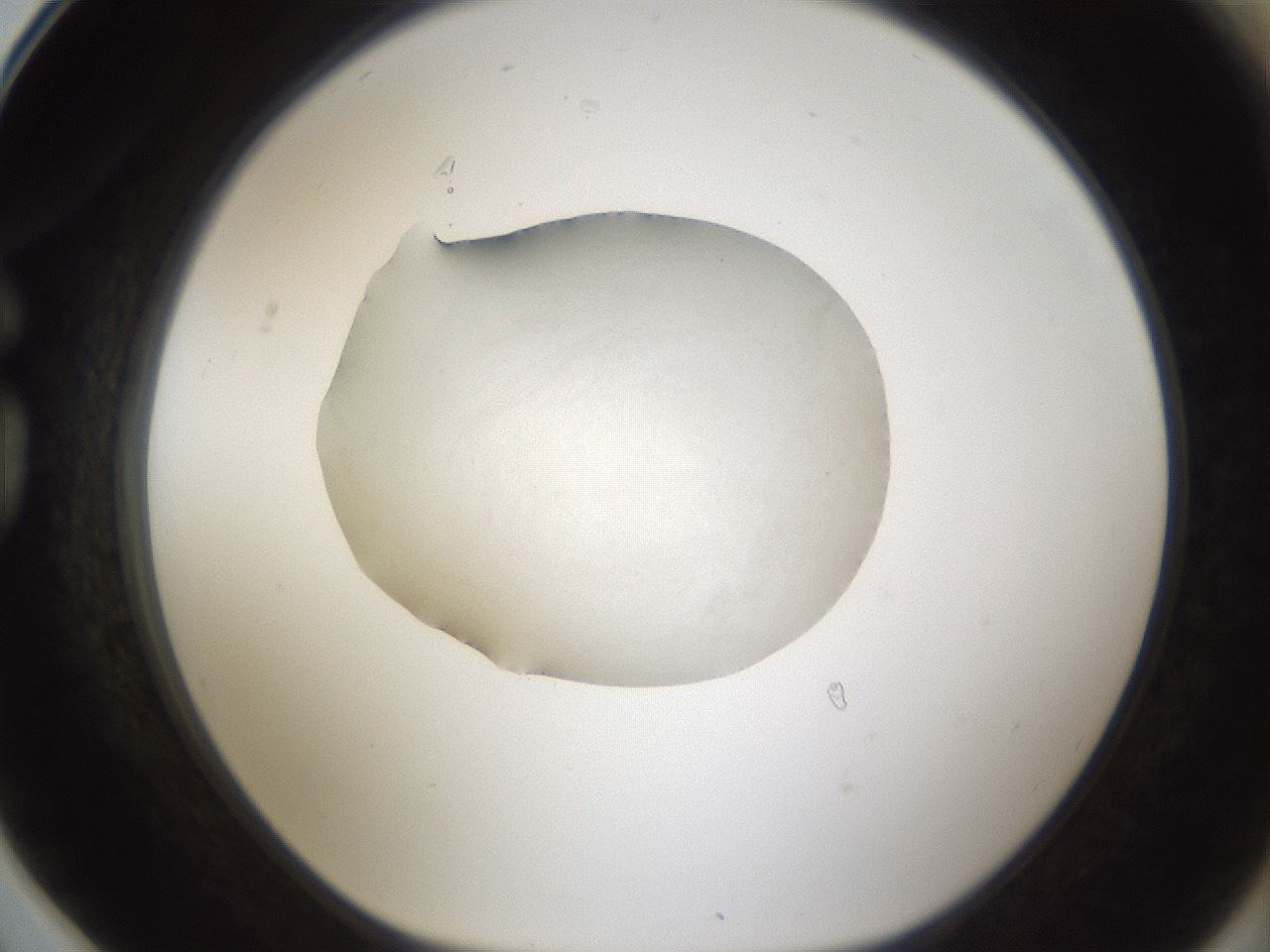 folderID287_plateID1287_batchID3980_wellNum78_profileID1_d1_r77253_ef.jpg