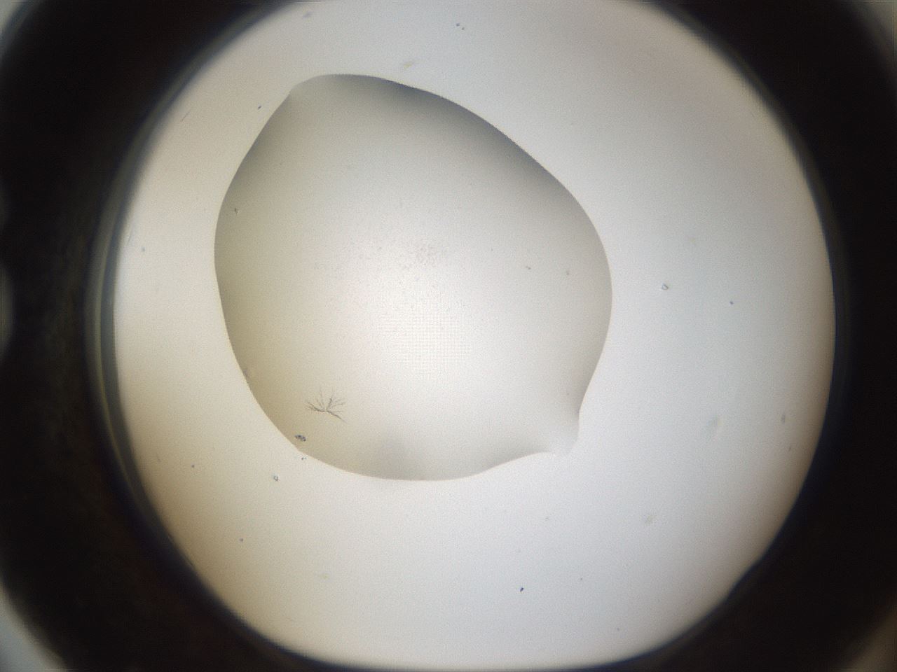 folderID287_plateID1287_batchID4668_wellNum79_profileID1_d1_r77254_ef.jpg
