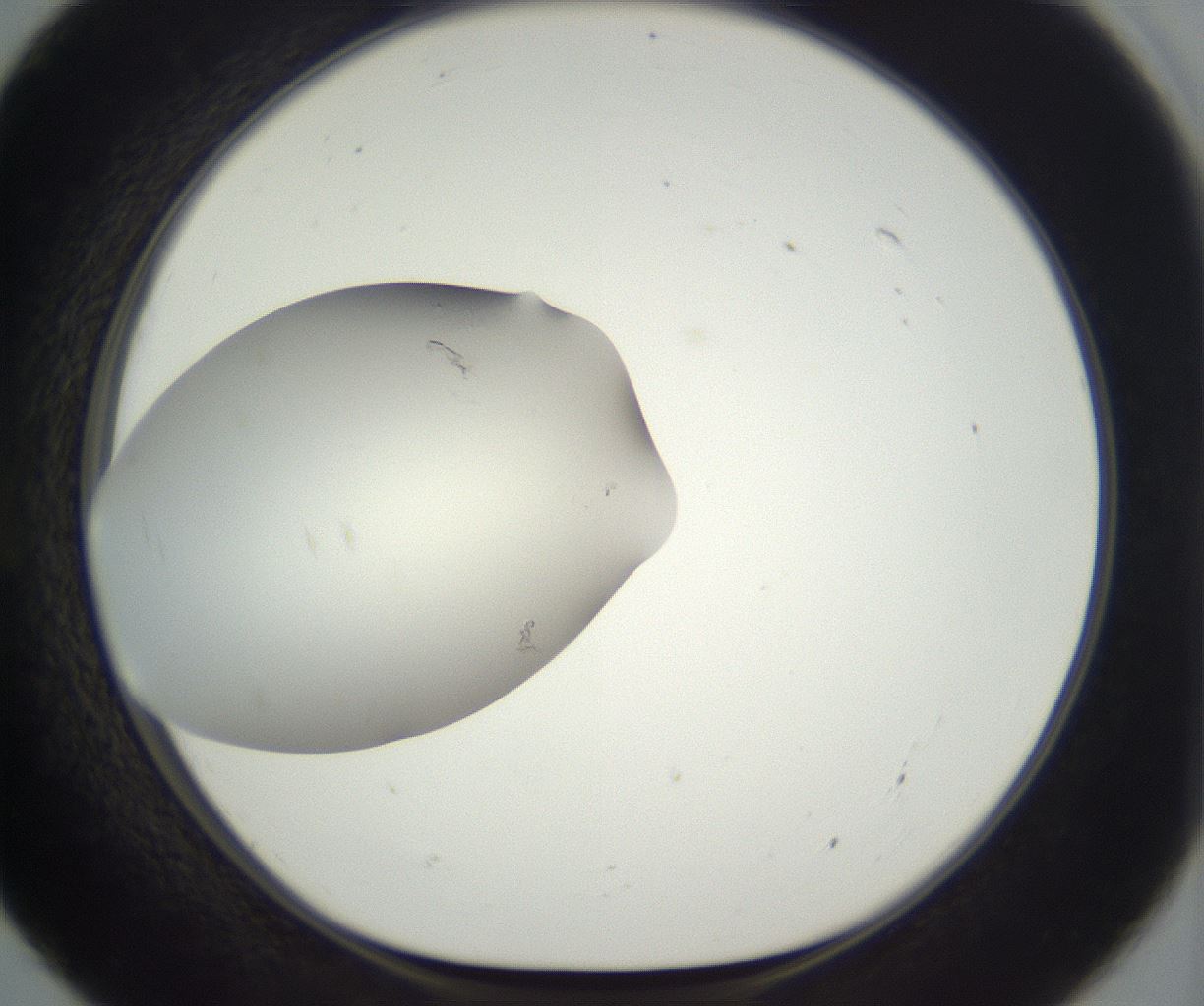 folderID288_plateID3288_batchID18943_wellNum55_profileID1_d1_r290122_ef.jpg