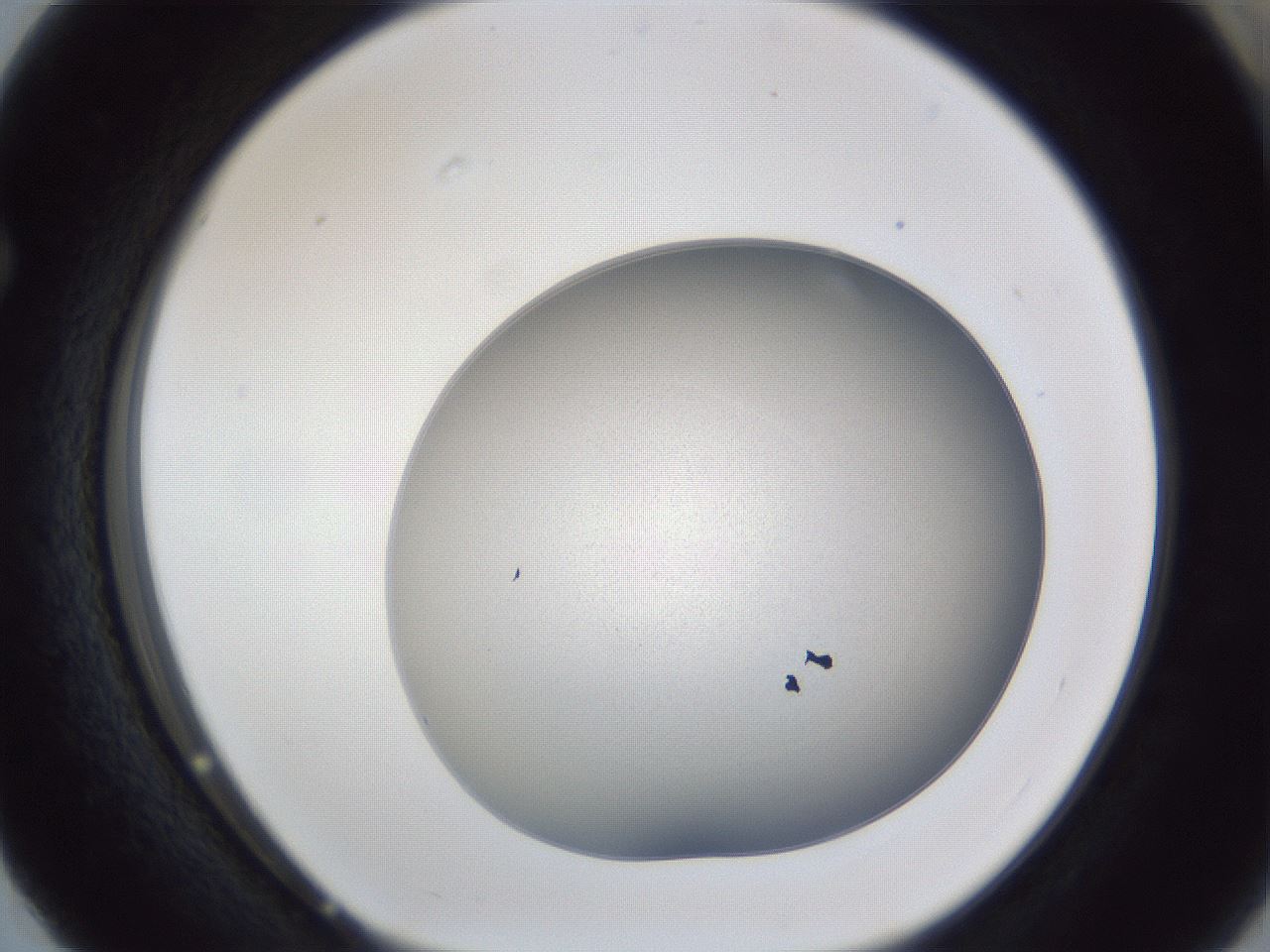 folderID28_plateID1028_batchID1917_wellNum63_profileID1_d1_r44064_ef.jpg