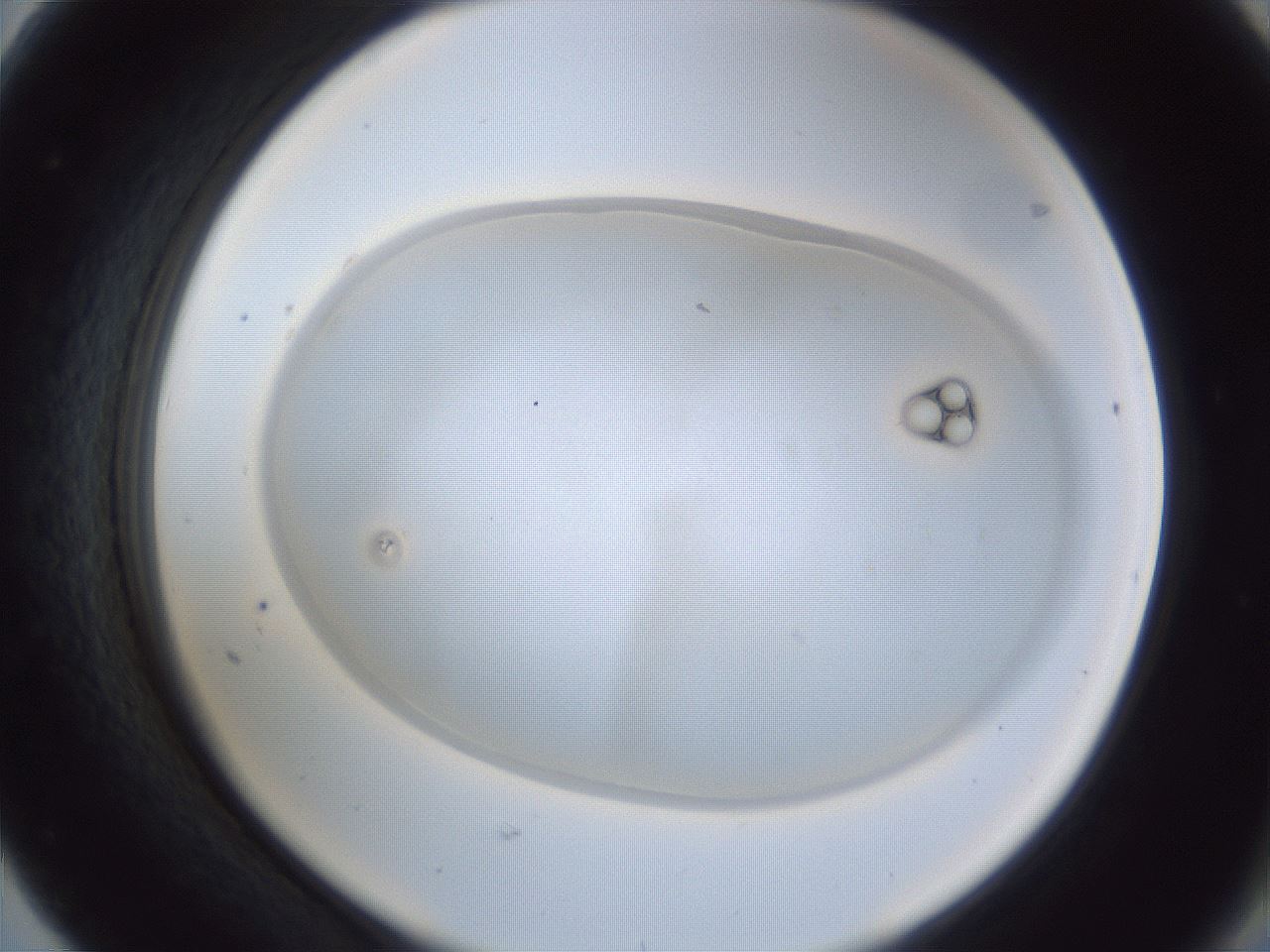 folderID28_plateID1028_batchID1917_wellNum68_profileID1_d2_r44075_ef.jpg