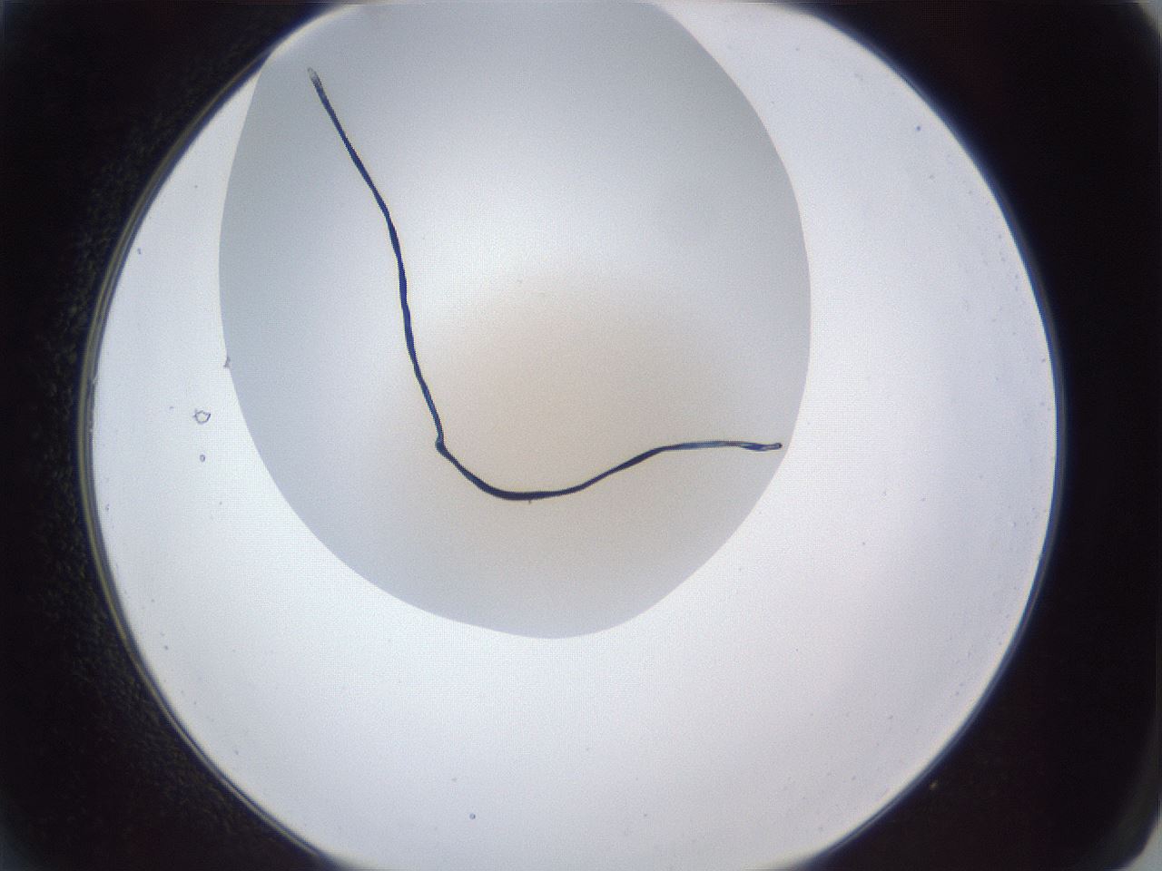 folderID28_plateID1028_batchID2091_wellNum2_profileID1_d2_r43943_ef.jpg