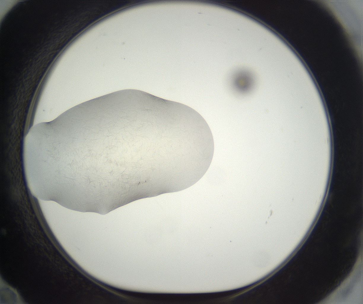 folderID290_plateID3290_batchID19078_wellNum72_profileID1_d1_r290331_ef.jpg