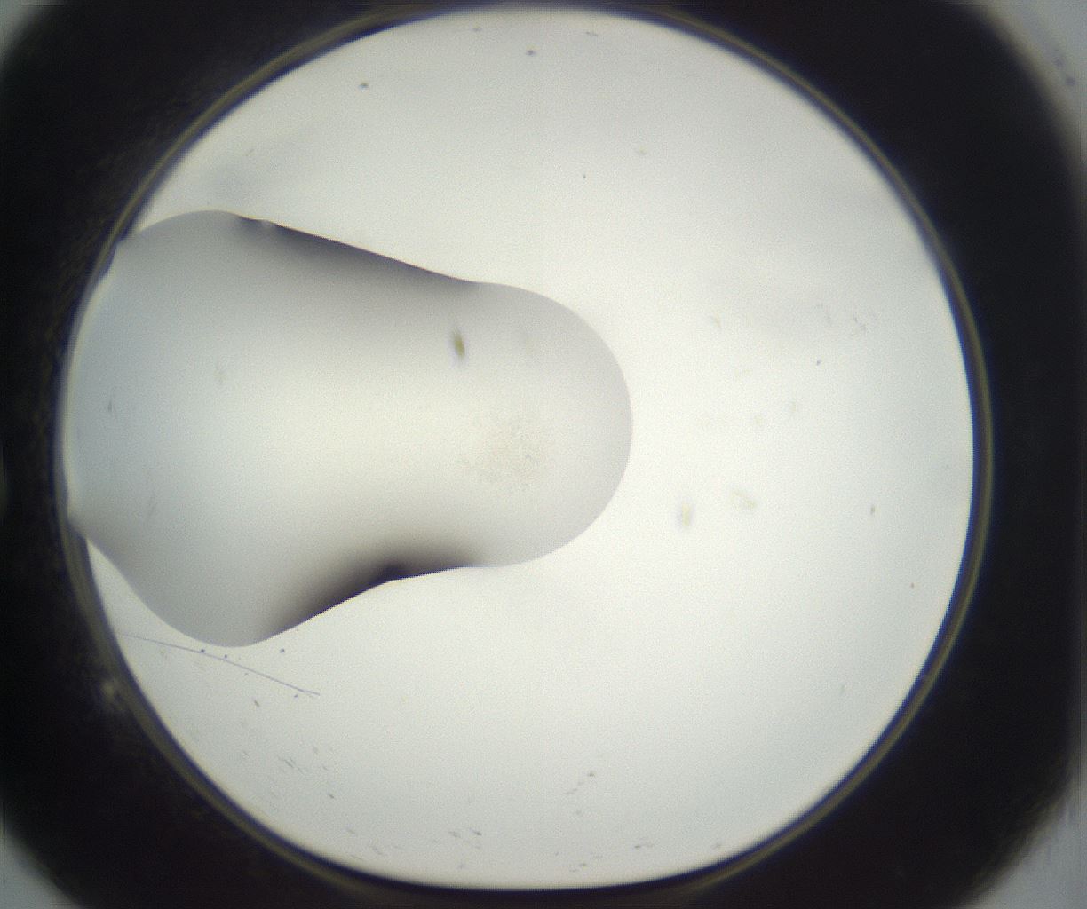 folderID292_plateID3292_batchID19400_wellNum9_profileID1_d1_r290172_ef.jpg