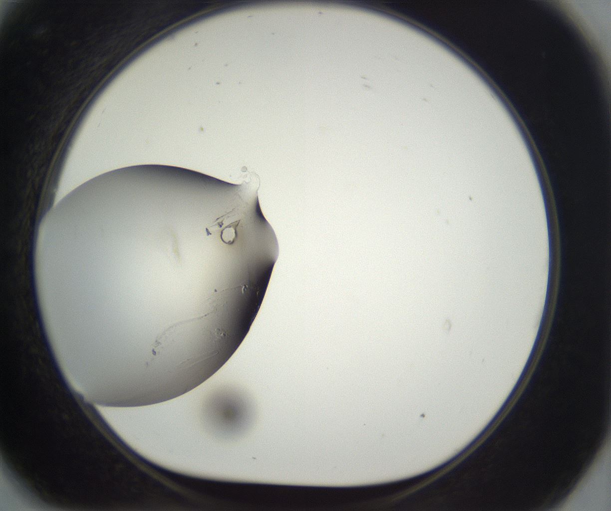 folderID293_plateID3293_batchID18954_wellNum81_profileID1_d1_r290436_ef.jpg