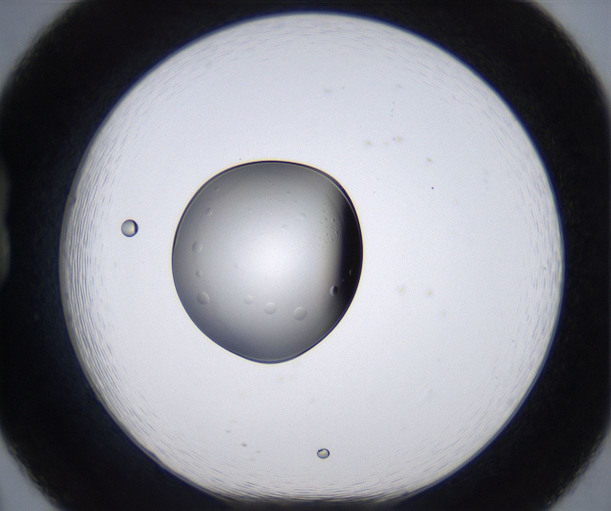 folderID297_plateID2297_batchID10478_wellNum20_profileID1_d1_r160865_ef.jpg