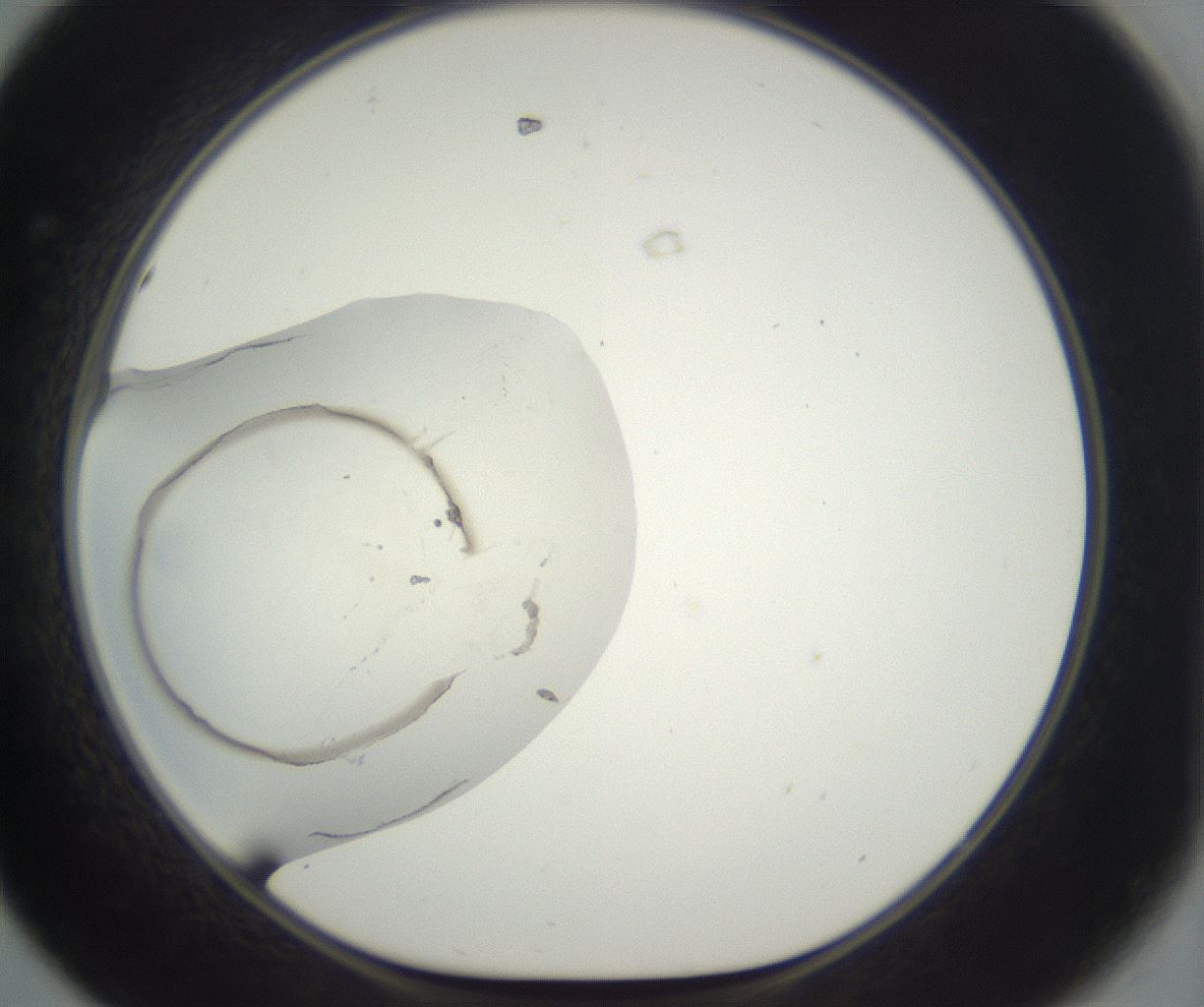 folderID297_plateID3297_batchID19723_wellNum44_profileID1_d1_r290495_ef.jpg