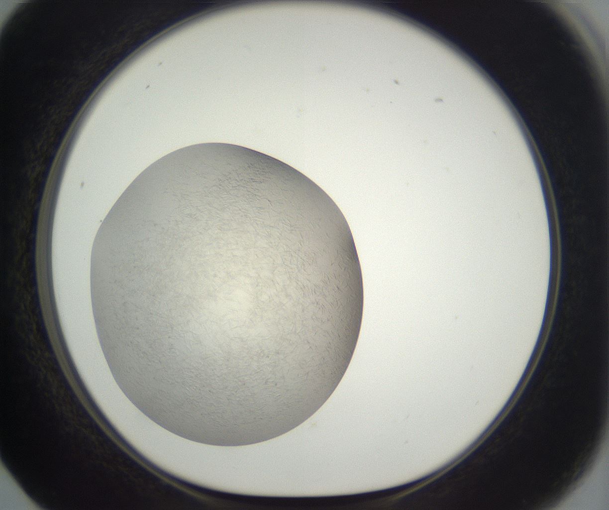 folderID297_plateID3297_batchID20050_wellNum17_profileID1_d1_r290468_ef.jpg