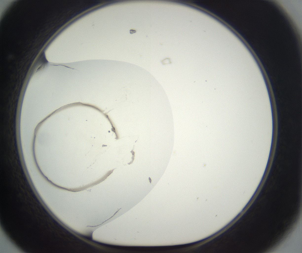 folderID297_plateID3297_batchID20785_wellNum44_profileID1_d1_r290495_ef.jpg