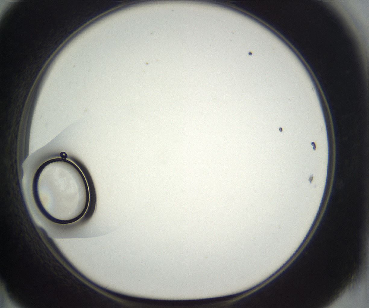 folderID298_plateID3298_batchID19407_wellNum47_profileID1_d1_r290594_ef.jpg